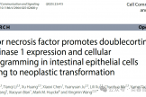 【肠类器官】南通市妇幼保健院王兴民教授发文:肿瘤坏死因子促进双皮质蛋白样激酶1的表达及肠上皮细胞的细胞重编程,导致肿瘤性转化